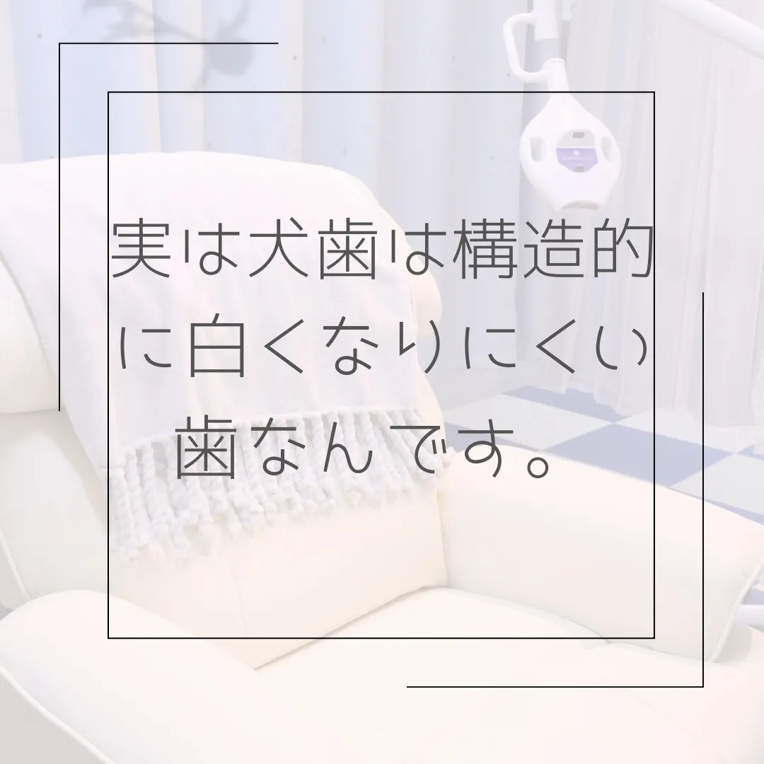 犬歯の黄ばみ気になりませんか？
